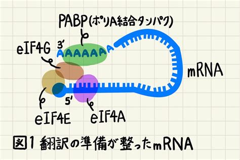 細胞はどのようにして開始コドンaugを見つけ出すのか？翻訳の開始と終了機構について詳しく解説！ じっくり医学講座