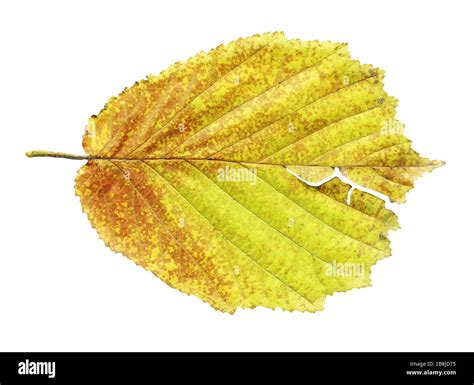 Alder Yellow Leaf Isolated On White Alnus Glutinosa Autumn Leaf