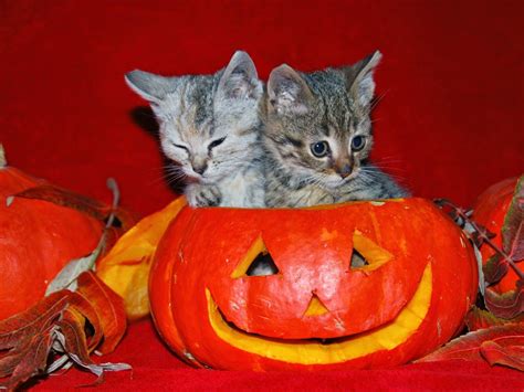 Cute And Funny Pictures Of Animals 73 Halloween Pictures Cat