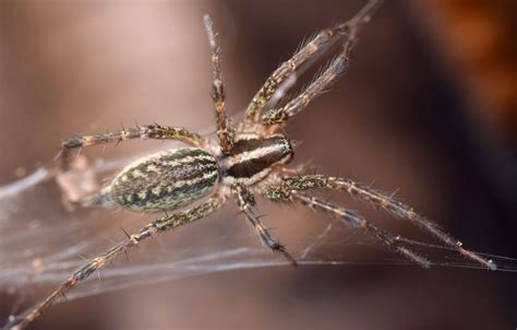 Grass Spider Agelenopsis Bugguide