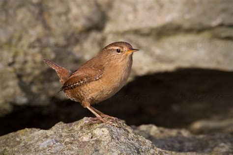 Winter Wren Pictures and Photos - Photography - Bird | Wildlife ...