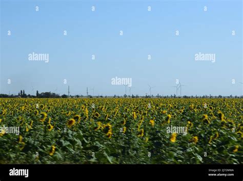 A Field Of Windmills Spin In Front Of A Colorful Evening Sky A Wind