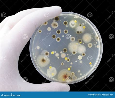 Colonies Of Different Bacteria And Mold Fungi Grown On Petri Dish With