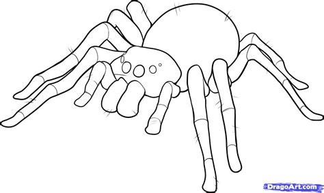 Spider Sketch Easy At Explore Collection Of Spider