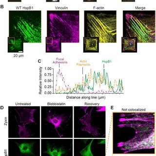 P38 Dependent HspB1 Phosphorylation And Cytoskeletal Response A