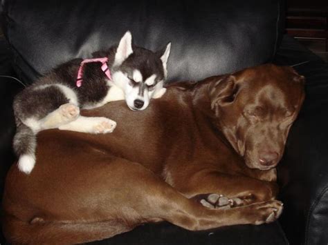 Chocolate Lab Siberian Husky Best Friends Photo Kybra Kennels