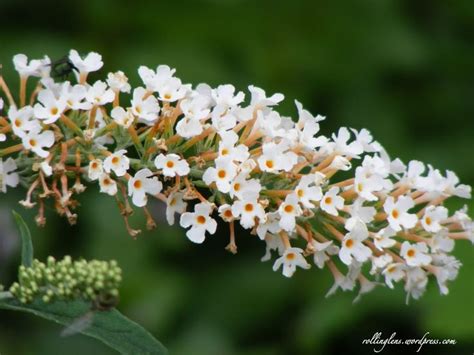 White Profusion Butterfly Bush | Butterfly bush, Tiny white flowers, Bush