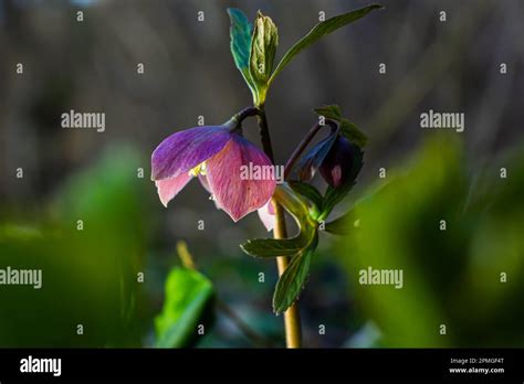 Early Spring Forest Blooms Hellebores Helleborus Purpurascens Purple