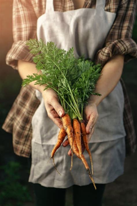 Farmers Holding Fresh Carrots In Hands On Farm At Sunset Woman Hands Holding Freshly Bunch