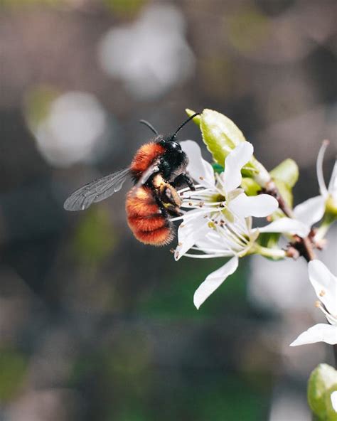 Macro Photography of Bee on Flower · Free Stock Photo