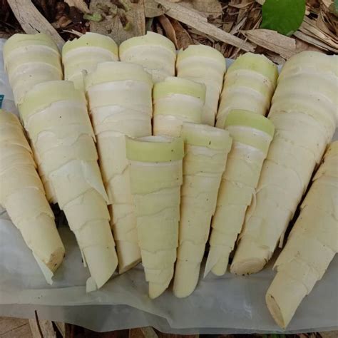 Jual Rebung Sayur Bambu Muda Makanan Desa Kg Shopee Indonesia