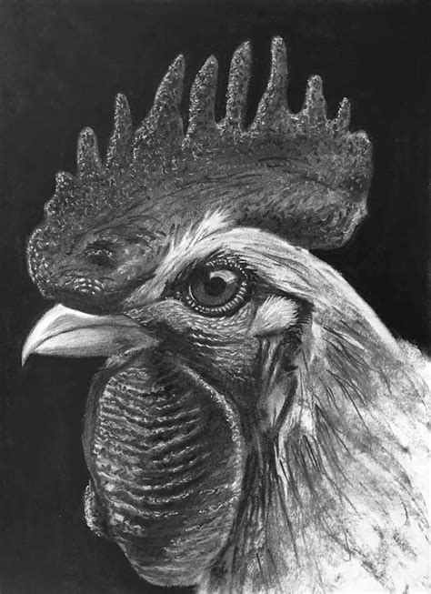 8x10 Print Of A Rooster Portrait Charcoal Drawing In A Matte Etsy