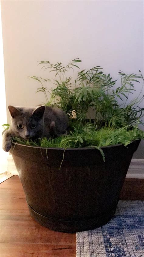 Diy Cat Herb Garden Artofit