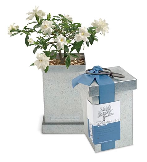 Gardenia Bonsai Tree | Wind and Weather