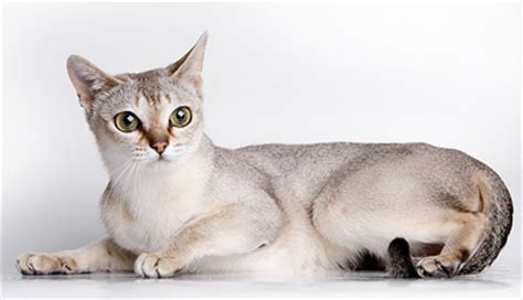 The Exotic and Inquisitive Singapura Cat | Cat Breeds And Types Of Cats