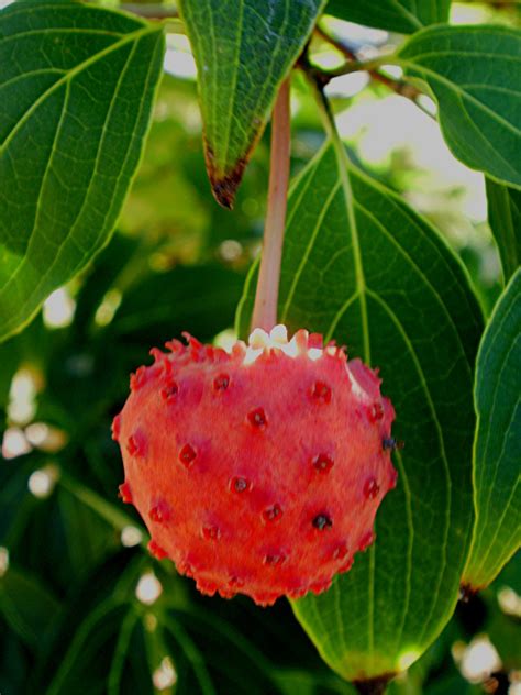 Kousa Dogwood Fruit | "If you have this tree in your yard or… | Flickr
