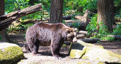 Forest Grizzly Photograph By Steve Mckinzie Fine Art America