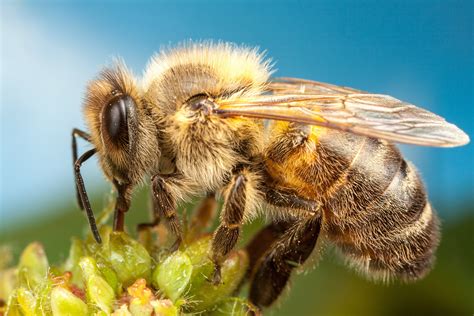 animals hymenoptera insect macro Wallpapers HD / Desktop and Mobile ...