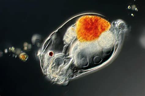 Rotifer Photograph By Frank Fox