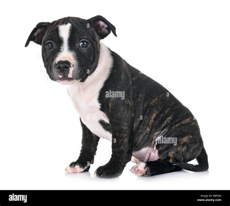 Staffordshire Bull Terrier Weight Chart Size Growth Chart 58 Off