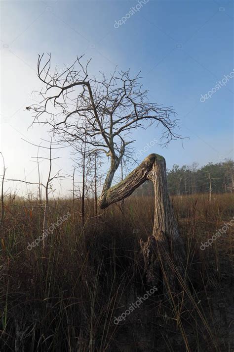 Rbol De Cipr S Doblado En El Parque Nacional Everglades 2024