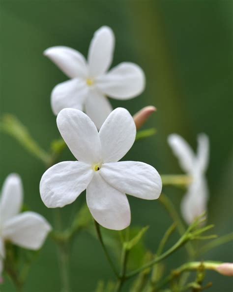 Jazmín español Jasminum grandiflorum Guía de Jardín