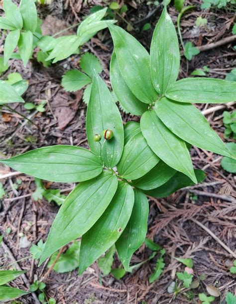 Star Flowered Lily Of The Valley From Flathead County MT USA On July