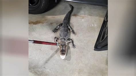 NJ alligator: Gator found in Middlesex County park captured by police ...