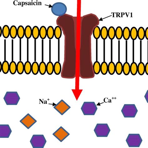 Mechanism Of Action Of Capsaicin Original Figure Created By The