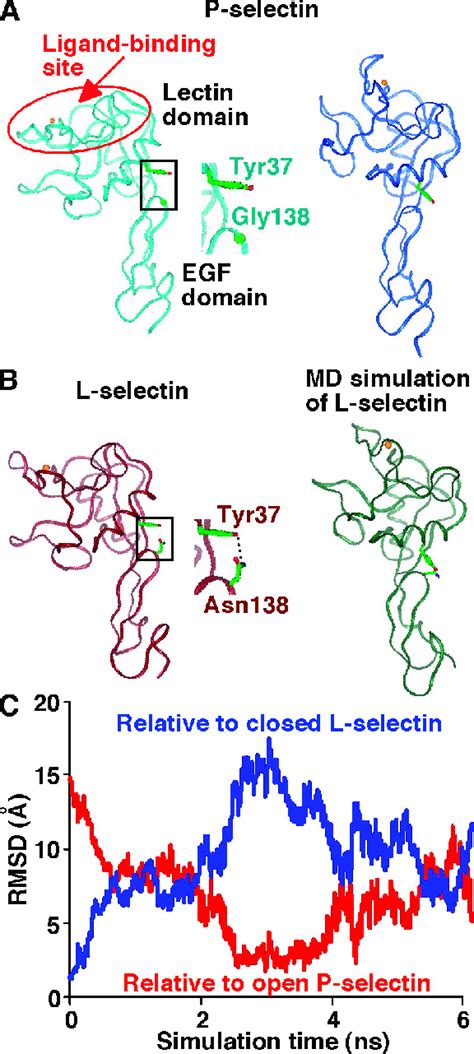 Selectin Conformational Changes Regulated By An Interdomain Hinge A