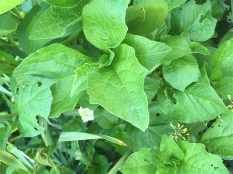 Chinese Lantern plant or weed? — BBC Gardeners' World Magazine