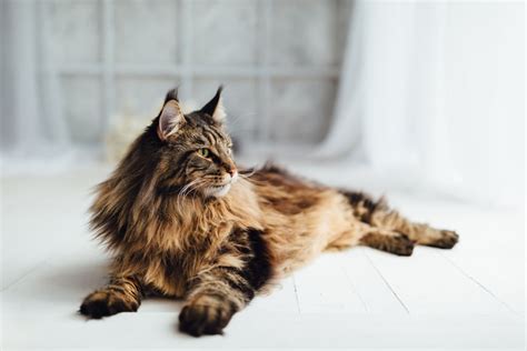 9 Facts About Maine Coons The Gentle Giants Of The Cat World