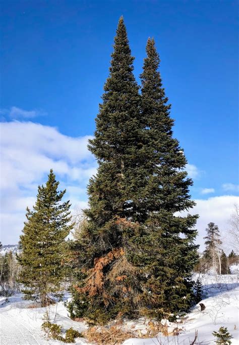 Conifers Utahs Wasatch National Forest North Mn Outdoors