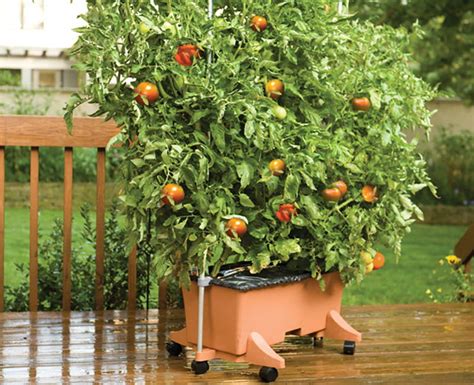 10 Container Gardening Tips Earthbox