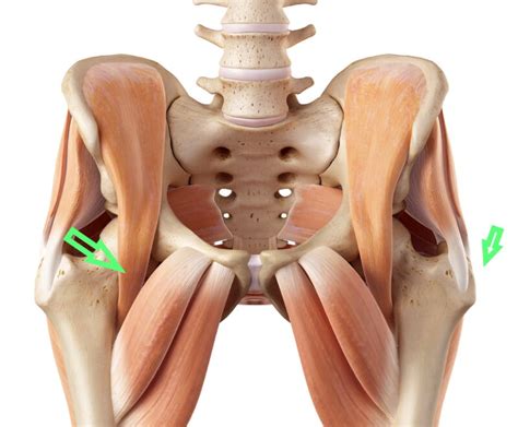 Exploring The Causes Of Snapping Hip Syndrome Sport Doctor London