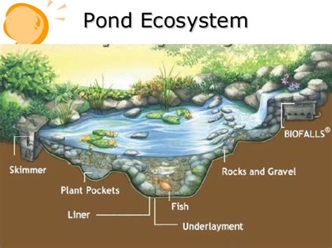 Pond Ecosystem- Meaning, Characteristics, Types And Importance 2023 ...