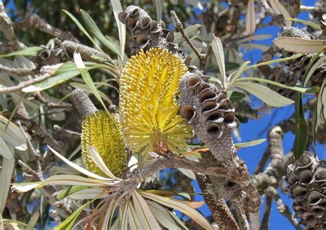 Phylobotanist Botany Picture 170 Banksia Integrifolia