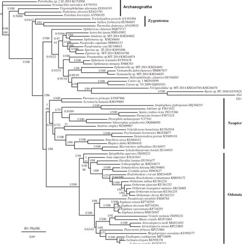 Phylogenetic tree of the relationships among 71 species of Pterygota ...