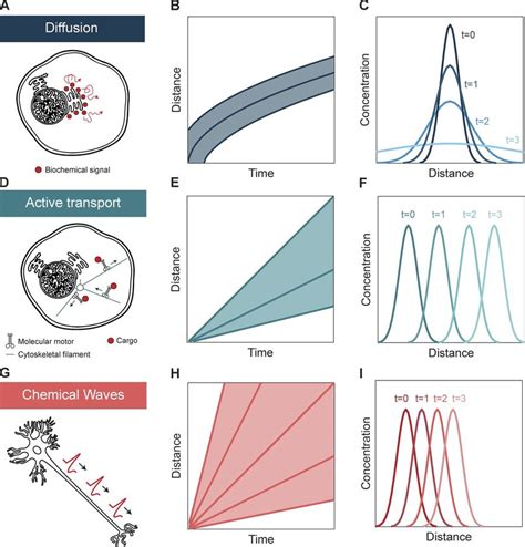 Sending Biochemical Signals In Cells A Schematic Of A Biochemical