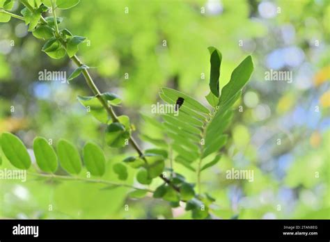 Case moth caterpillar hi-res stock photography and images - Alamy