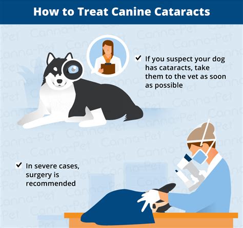 How To Treat Cataracts In Dogs Without Surgery