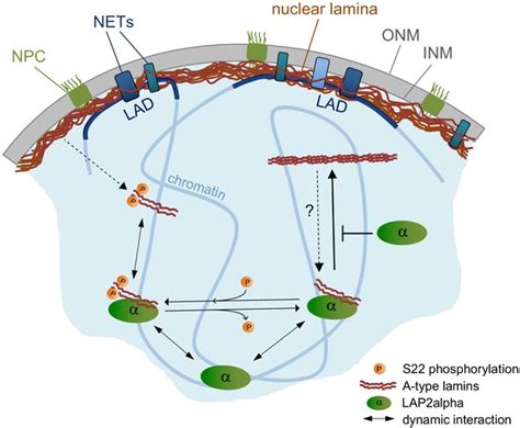Lap2alpha Maintains A Mobile And Low Assembly State Of A Type Lamins In