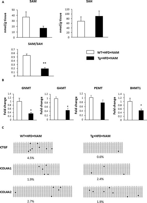 NNMT Overexpression Reduces The Liver SAM SAH Ratio And Decreases The