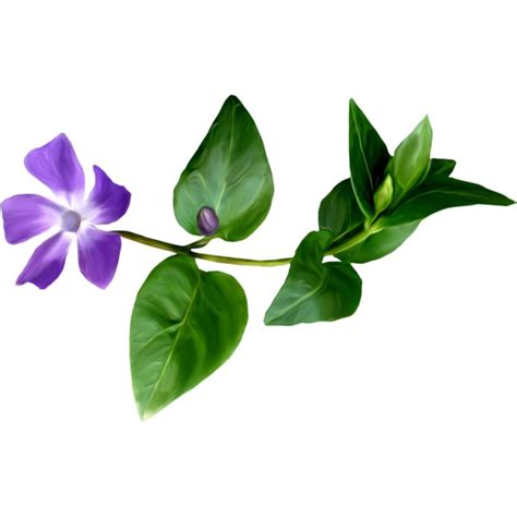 Барвинок малый (Vinca minor L.) - лекарственное, ядовитое растение ...