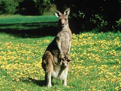 🔥 40 Baby Kangaroo Wallpapers Wallpapersafari