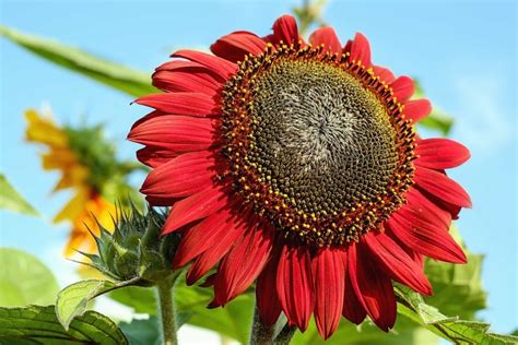 Imagen gratis naturaleza hoja flora jardín flor verano girasol