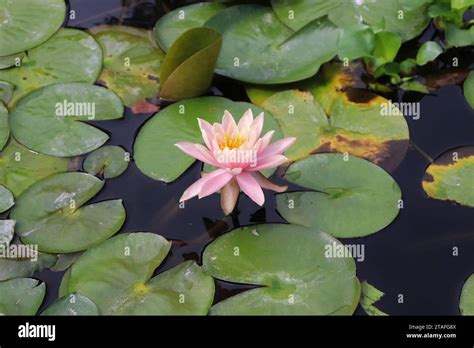 Lily Pads With Bloom Stock Photo Alamy