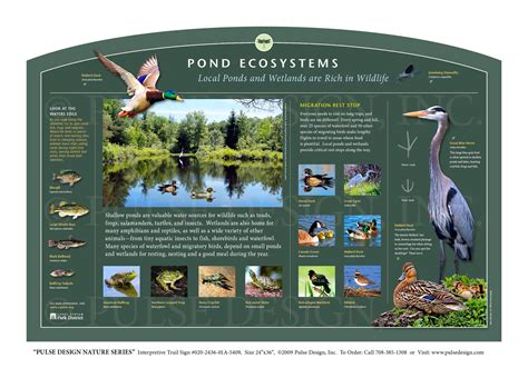 ORDER 020 2436 01A 5409 Wetland Interpretive Signage Freshwater Plants