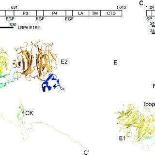 Structures Of Lrp And Sost A Domain Scheme Of Lrp Sp Signal