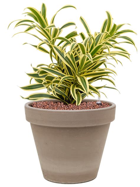 Pleomele Dracaena Reflexa Song Of India Donica Terra Cotta